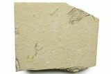 Cretaceous Fossil Shrimp and Fishes - Lebanon #376600-2